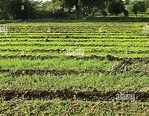 DTCP APPROVED AND PATTA LAND