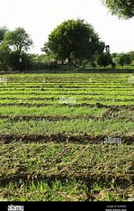 DTCP APPROVED AND PATTA LAND
