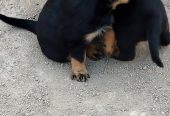 Rottweiler puppies