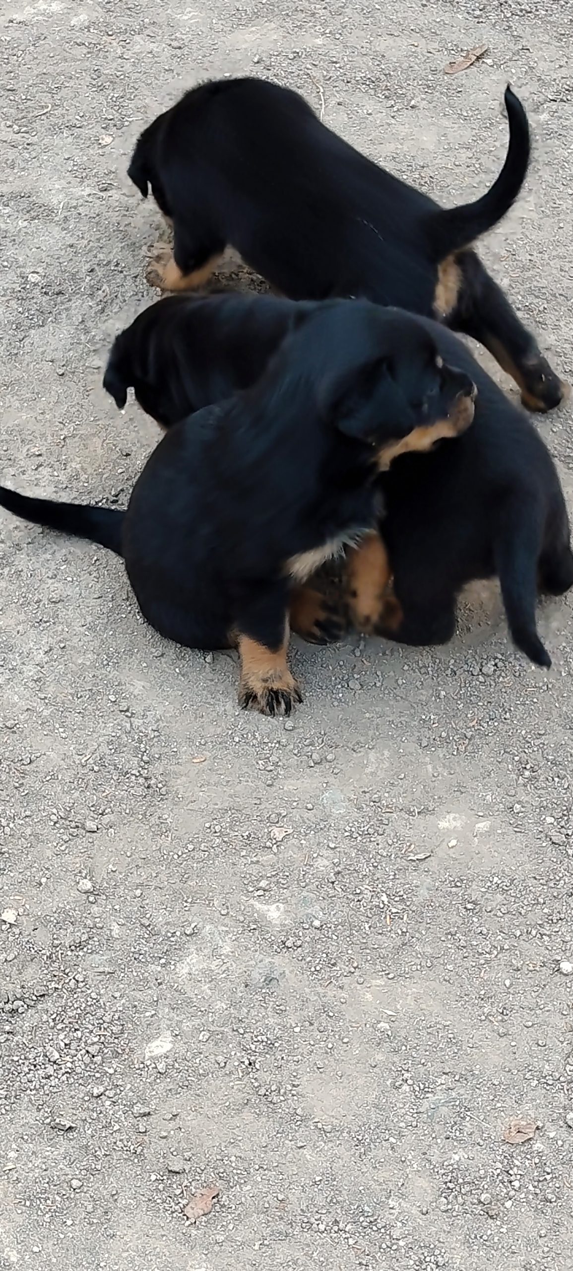 Rottweiler puppies