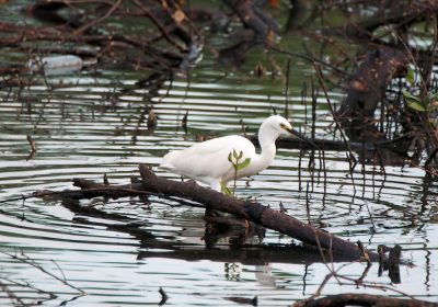 vinsky2002-little-egret-4606242_1920