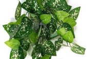 Shweta Enterprise – Artificial Plants & Grass