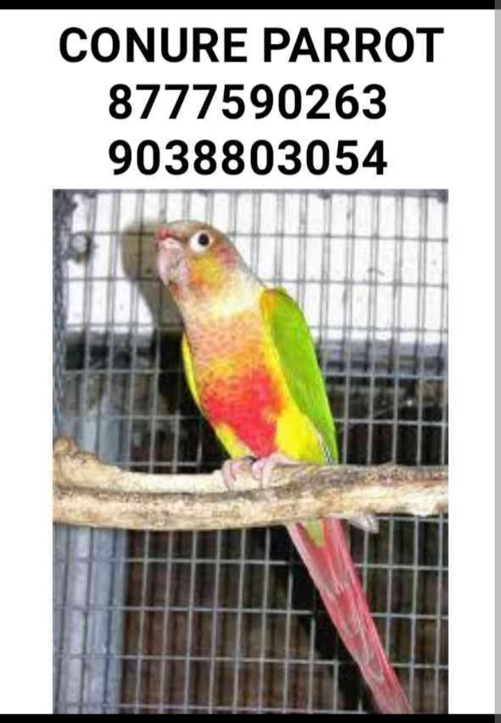 Bird shop kolkata Bird shop kolkata