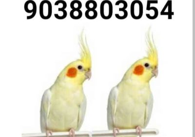 2788