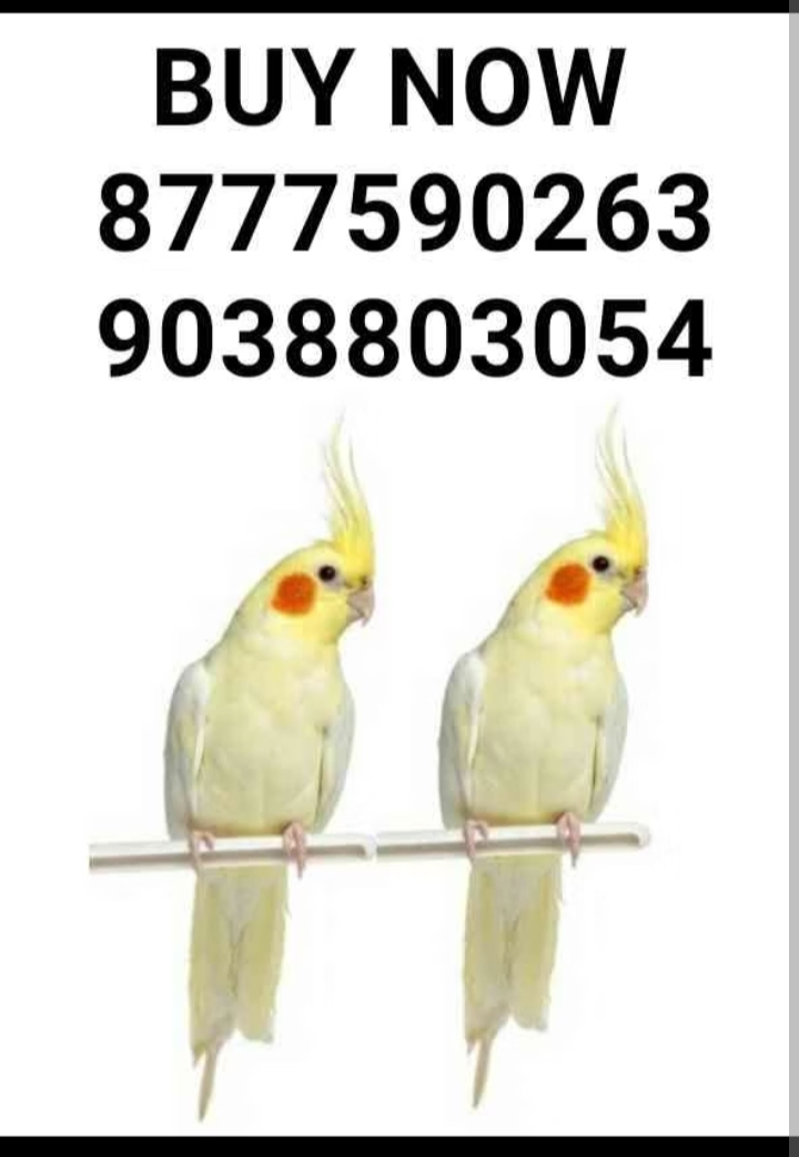 Bird shop kolkata Bird shop kolkata