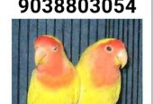 Bird shop kolkata Bird shop kolkata