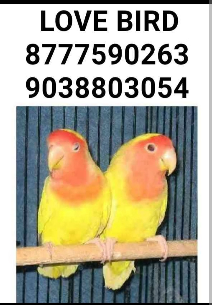 Bird shop kolkata Bird shop kolkata