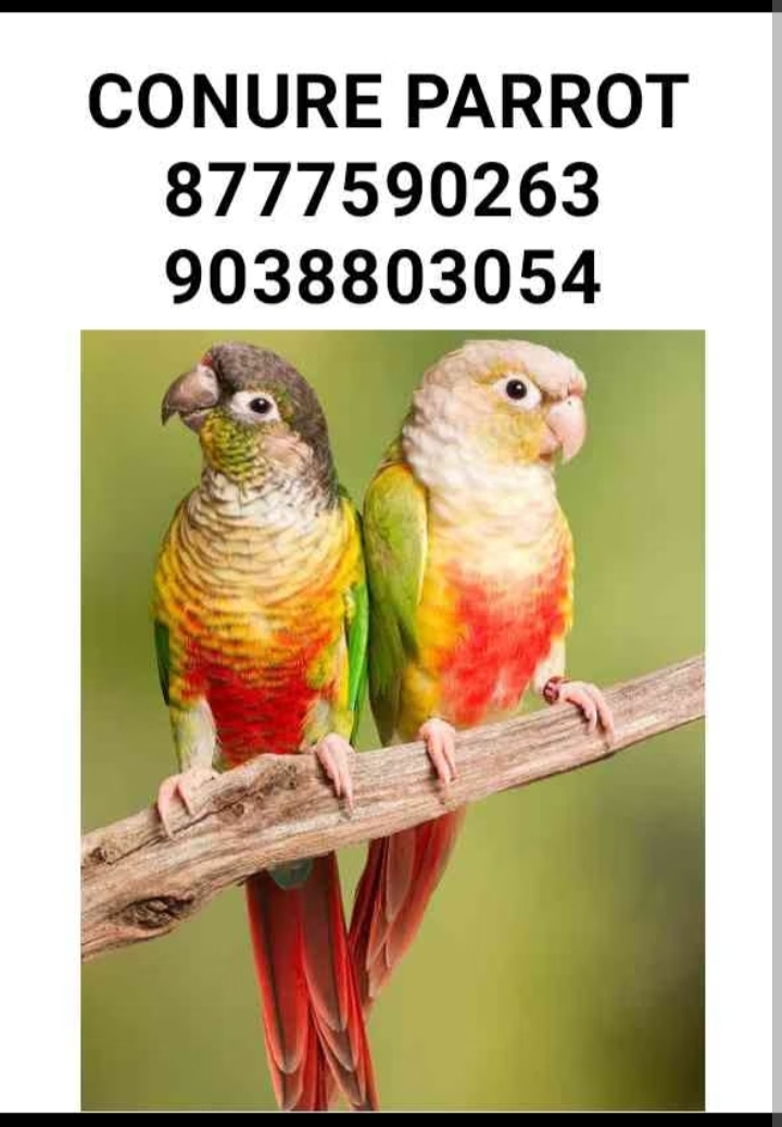 Bird shop kolkata Bird shop kolkata