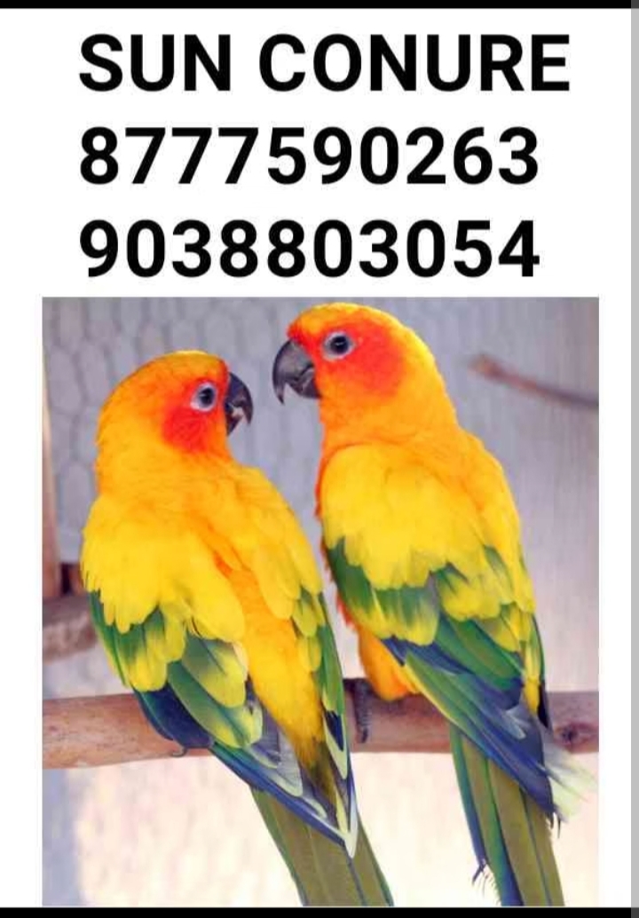 Bird shop kolkata Bird shop kolkata